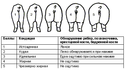 Соотношение кондиции тела свиноматки